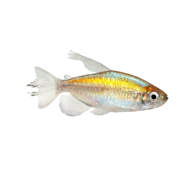 Imagem do peixe Tetra do Congo